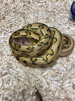 Platinum Tiger Male